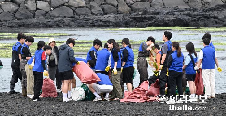 지난 27일 제주시 구좌읍 김녕수산문화복합센터 앞 해안에서 구멍갈파래를 치우고 있는 김녕애(愛) 바다가꿈 프로젝트 참가자들.