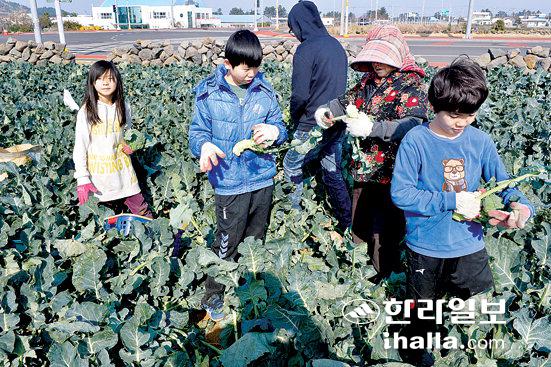 제주 브로콜리 수확.