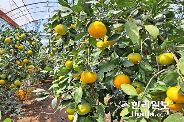 제주 하우스 감귤. 한라일보DB