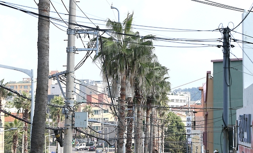 사라진 제주시 가령로 워싱턴야자. 한라일보DB