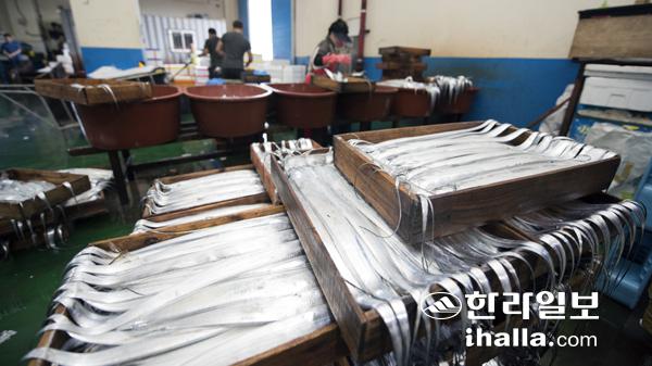 제주지역 갈치 위판장.