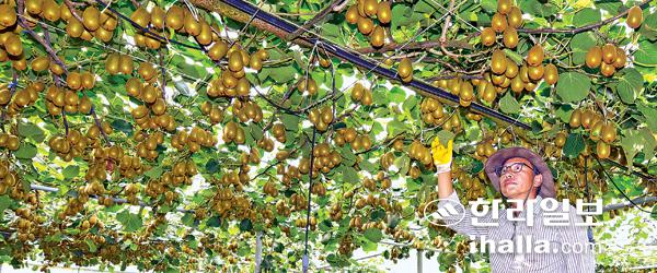 제주 키위농장.