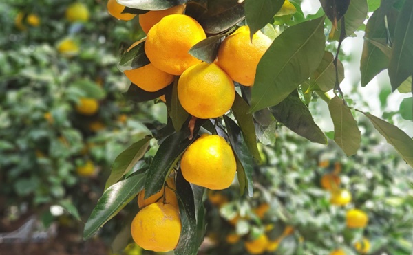 제주감귤. 한라일보DB