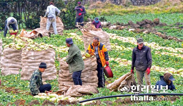 제주산 월동무 수확. 한라일보DB