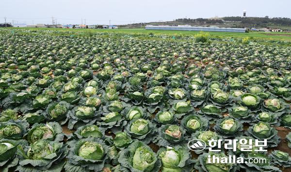 제주산 양배추. 한라일보DB