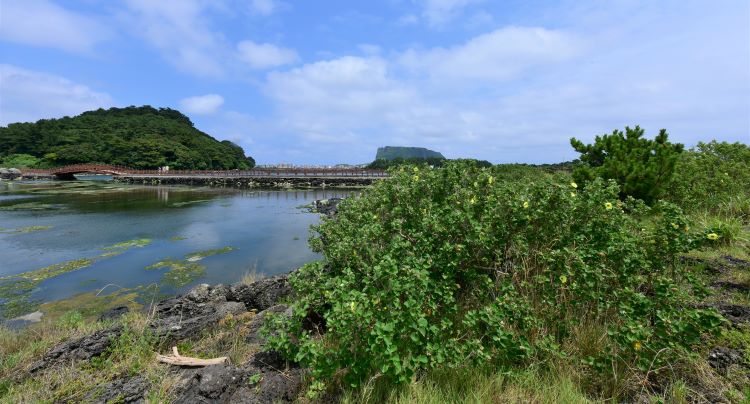 제주 재상 맹그로브. 산림청 제공.
