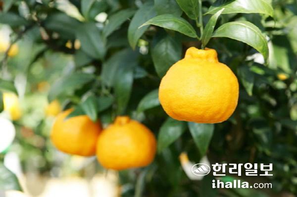 제주산 한라봉 감귤. 한라일보DB