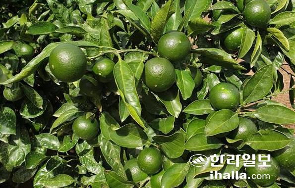 제주산 풋귤. 한라일보DB