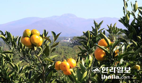 제주감귤과 한라산. 한라일보DB